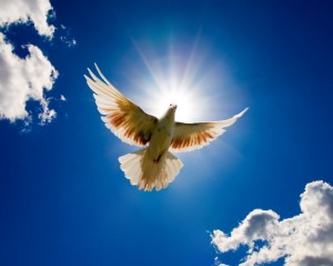 dove-bird-for-world-peace-1280x1024-1024x819